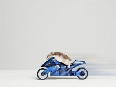 仓鼠，摩托车赛车手，搞笑，箭头