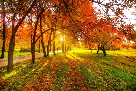 自然，路，树，太阳，秋天，埃德Gordeev，男人