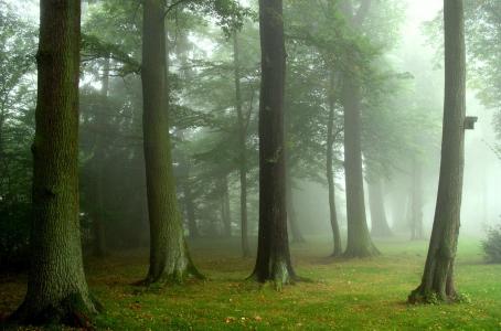 密集，森林，树木，路径，美女，夏天，绿色，雾