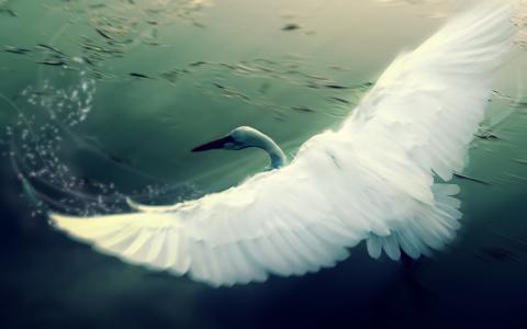 白色的天鹅，翅膀，海洋