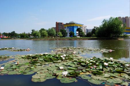 莫斯科地区，Odintsovo，公园，湖泊，百合花