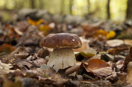 蘑菇，森林，秋天，叶子，美女