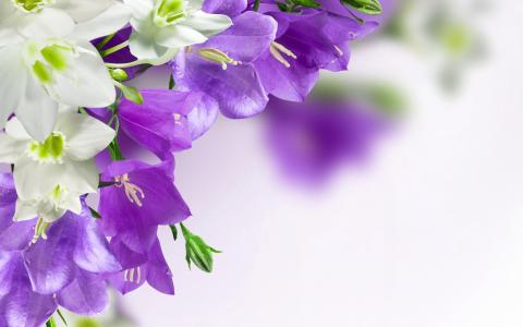 风铃，紫色，鲜花，钟声