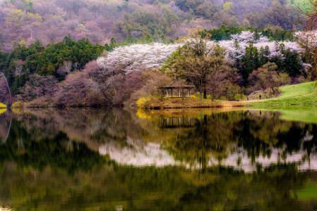 春天，景观，韩国，森林，树木，开花，湖，反射，乔木