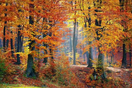 森林，自然，树木，森林景观，秋季，光，叶子