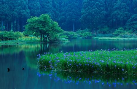 湖，鸢尾花，日本，森林，高岛，滋贺县，树，性质