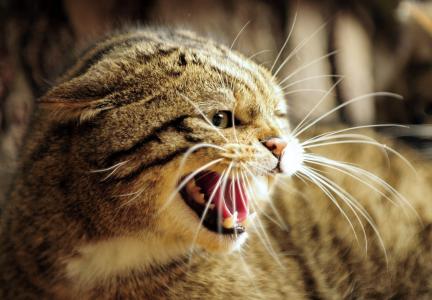 猫，愤怒，捕食者，宏观照片，主题，侵略
