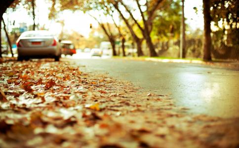 路，公路，沥青，汽车，秋天，叶子