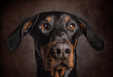 狗，耳朵，视线，肖像