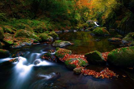 森林，石头，叶子，性质，秋季，河