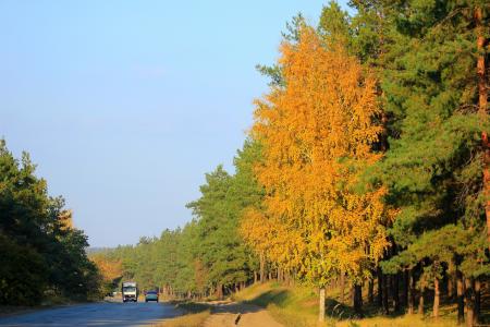 秋天，叶子，黄色，树，路