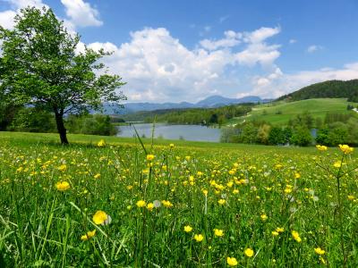 自然，夏天，斯洛文尼亚，领域，毛茛属植物，湖