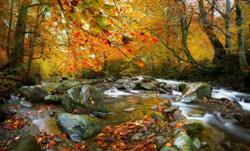 自然，秋天，摄影师，阿德里安·博尔达，树木，流，石头，树叶