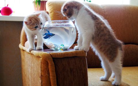 鱼，水族馆，小猫