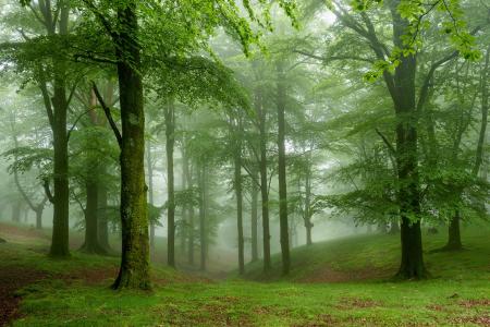 自然，森林，树木，雾，绿色