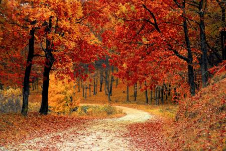 秋天，树，冠，叶秋，leaves.red，路，转，布什，地球，森林，美丽