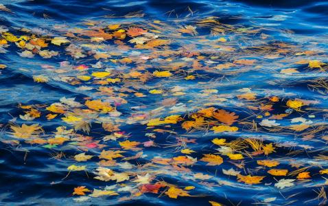 河，流，水，叶子，针，秋天