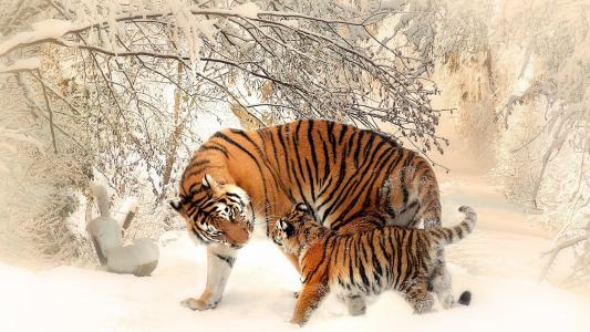 老虎，幼崽，动物，冬天，雪
