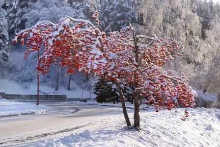 冬天，树，Belokurikha，阿尔泰