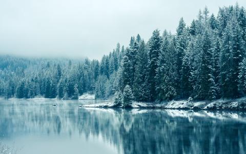 冬天，景观，湖泊，森林