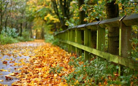 路，叶子，篱笆，秋天