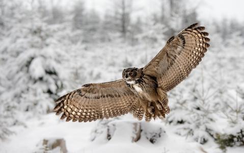 猫头鹰，飞行，冬季森林