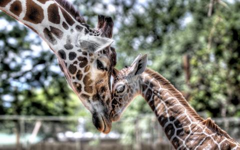 长颈鹿，妈妈和宝宝，爱情