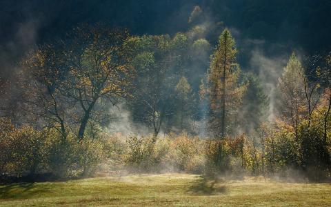 光，阴霾，秋季，森林，树木，雾