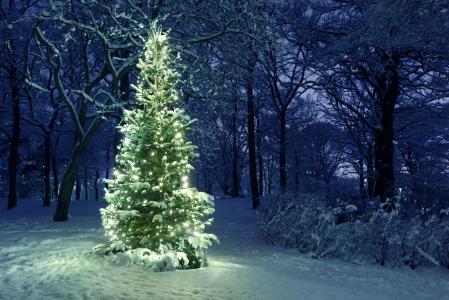 新年，圣诞树，装饰品，森林，冬天，雪
