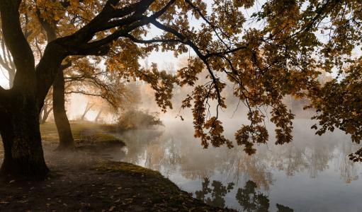 公园，雾，光，早晨，亚历山大·普列汉诺夫