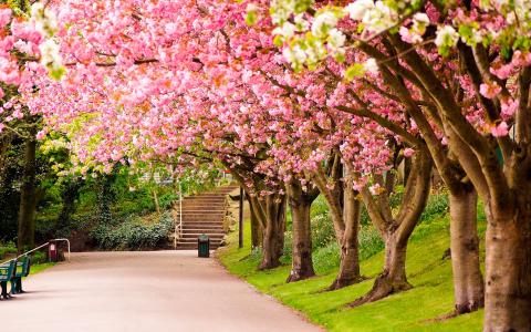 谢菲尔德，英国，英国，公园，树木，樱花，盛开