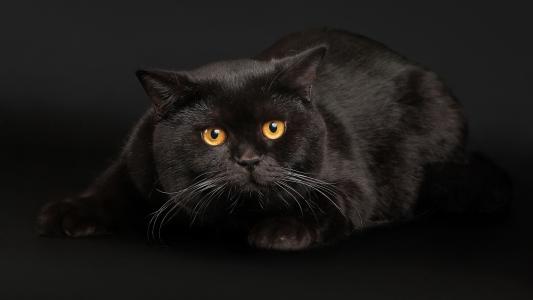 黑猫，光滑的头发，黄色的眼睛