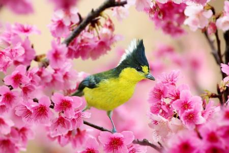 鸟，分支，樱桃，春天，开花