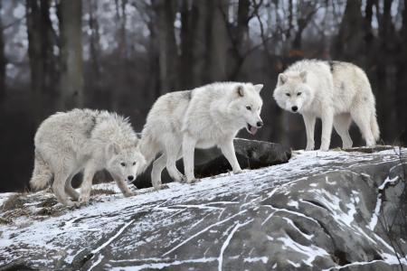 狼，白，动物，自然