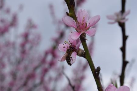 桃子，春天