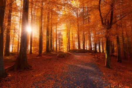 秋天，公园，树木，叶子，早晨，日出，太阳，光线