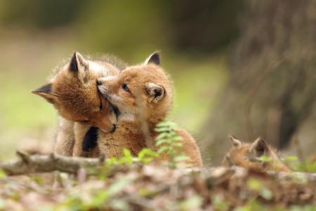 动物，幼崽，狐狸