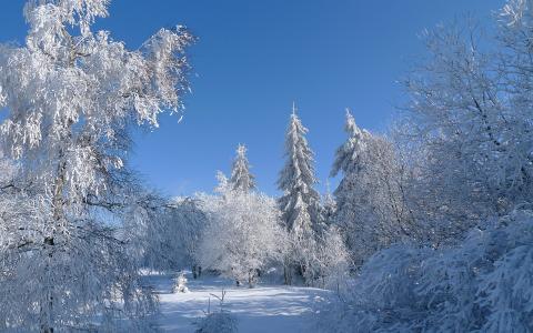 自然，雪，白霜，冬天，美丽