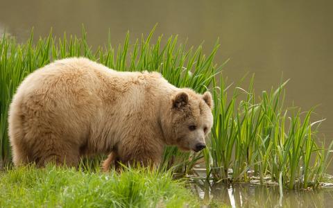 草，水，熊，棕熊