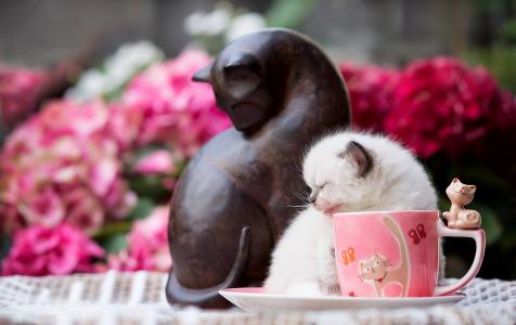小雕像，猫，猫，杯，飞碟，小猫，幼崽，动物，鲜花
