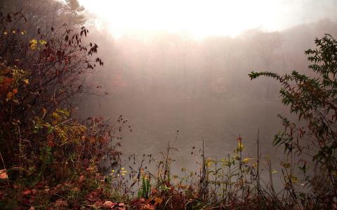 景观，秋季，森林，湖，早上，雾，露水，滴眼液
