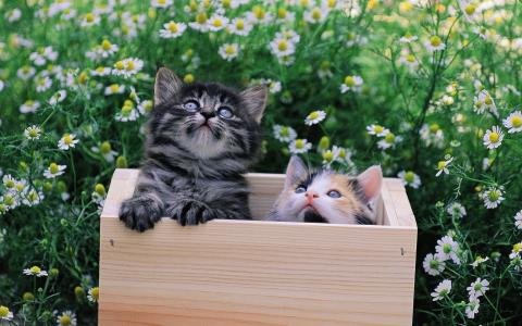 两个在一个盒子里，灰色和斑点，小猫
