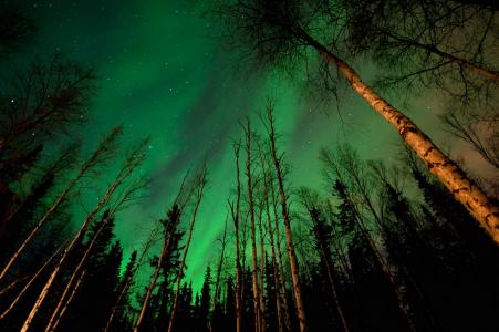 极光灯，北极光，天空，树木，星星，美丽，光芒四射