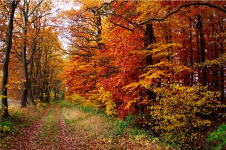 秋天，路，树，叶子