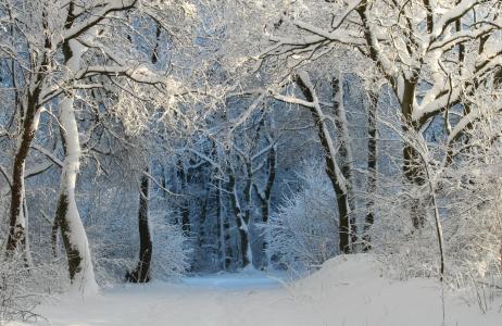 自然，冬天，雪，树，胡同