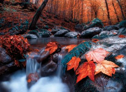 赛义德·尤尼斯，自然，秋天，森林，树木，小溪，树叶