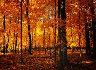 树干，性质，橙色，叶子，秋天