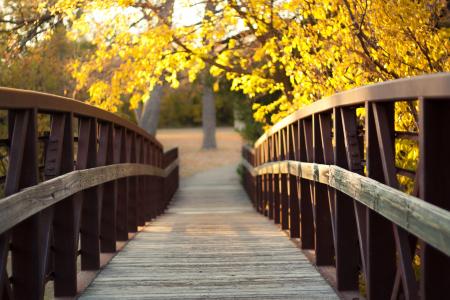 自然，桥，黄色，秋天，眩光