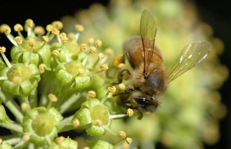 昆虫，花粉，微距摄影，花蜜，蜜蜂