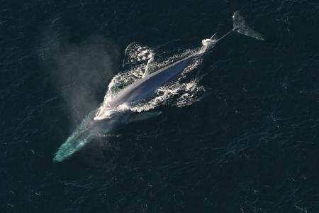 蓝鲸，鲸鱼，巨人，33米，150吨